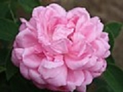 Rose Mme Renard Foto Groenloof