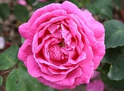 Rose Monsieur Cordeau Foto Groenloof