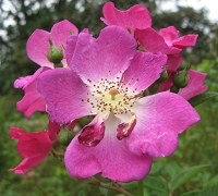 Rose Mosellied Foto Brandt