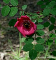 Rosa pruhoniciana Foto Christine Meile