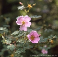 Rosa webbiana Foto Christine Meile