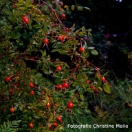 Hagebutten Rosa woodsii var.ifendleri Foto Meile