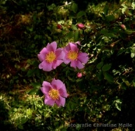 Rosa woodsii var. fendleri Foto Christine Meile