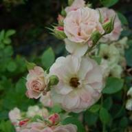 Rose Rainforest Foto Vierländer Rosenhof