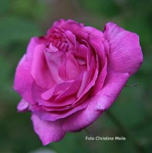 Rose Raphael Foto Christine Meile