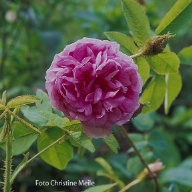 Moosrose René d`Anjou Foto Christine Meile