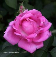 Rose Reveil Foto Meile