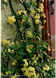 Rosa banksiae Lutea Foto Christine Meile