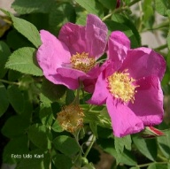 Rosa glutinosa Foto Christine Meile