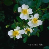 Rosa mulliganii Foto Christine Meile