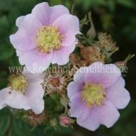 Rosa californica Foto Schultheis