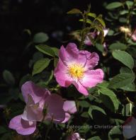 Rosa canina x gallicaFoto Meile