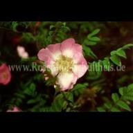 Rose roxburghii var. hirtula Foto Schultheis