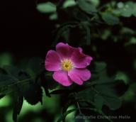 Rosa villosa Foto Meile