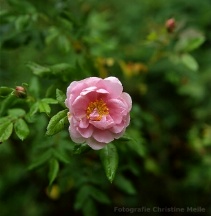 Rosa virginiana plena Foto Christine Meile