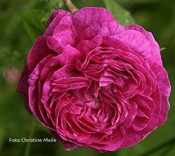 Rose Royal Marbree Foto Christine Meile