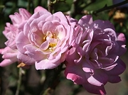 Rose Raindrops  Foto Groenloof