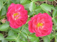 Rose Red Bells Foto Wikipedia