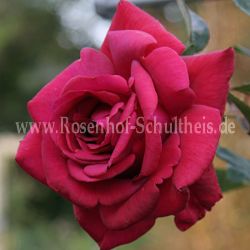 Rose Red Flame Foto Schultheis