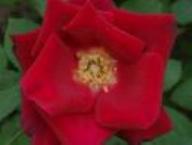 Rose Redcoat Foto Rusch