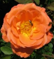 Rose Reigen Foto Brandt