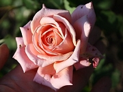 Rose Reve apricot  Foto Groenloof