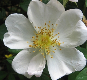 Rosa sancta Foto Brandt