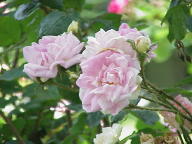 Moosrose Robert Leopold Foto Wikipedia