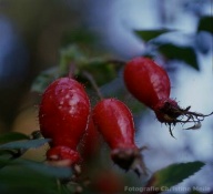 Rosa rubiginosa Hagebutten Foto Meile