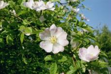 Rosa canina Foto Brandt