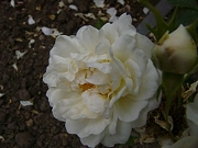 Rosa cannabifolia Foto Groenloof