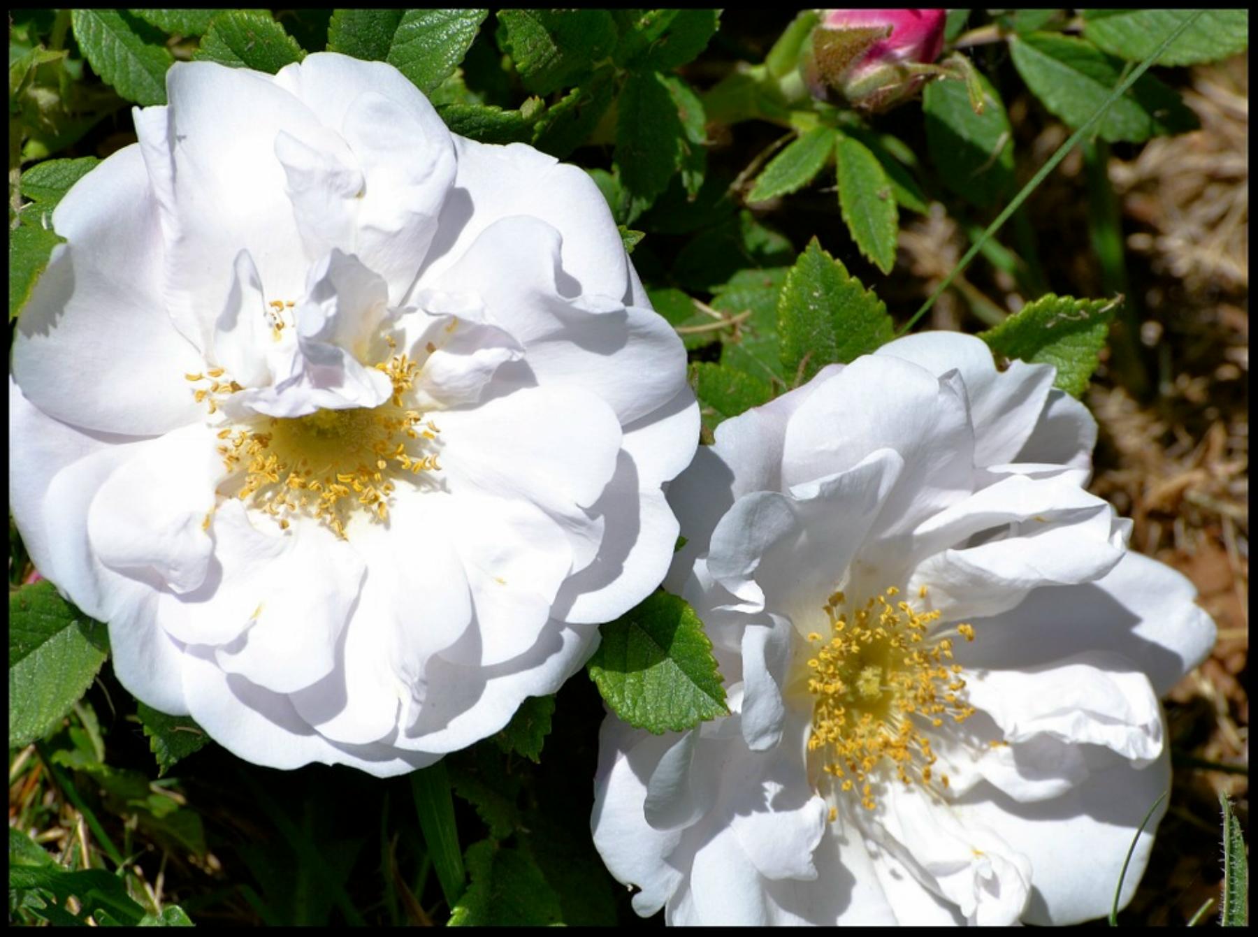 Rosa corymbifera Foto Pixabay
