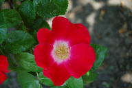 Rosa Giraldii Foto Wikipedia