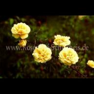 Rosa hugonis Flore Plena Foto Schultheis