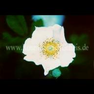 Rosa mollis Foto Schultheis