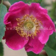 Rosa pendulina Foto Schultheis