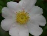 Rosa roxburghii var. normalis Foto Rusch