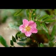 Rosa rugotida Foto Schultheis