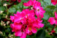 Rose Rosalita Foto Rösch