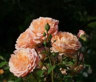Rose de Gerberoy Foto Myroses