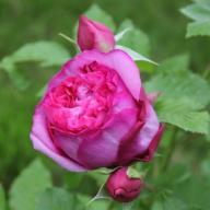 Rose de Pompadour Foto Kalbus