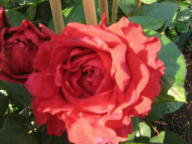 Rose des 4 Vents Foto Brandt