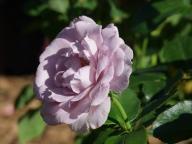 Rose di Burdigala Foto Myroses
