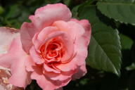 Rose Fukuyama Foto Wikipedia