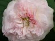 Rose Rosemoor Foto Rusch