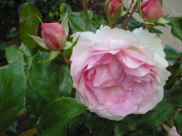 Rose Roseraie du Chatelet Foto Brandt