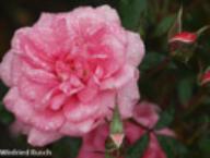 Rose Rosmarin 89 Foto Rusch