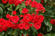 Rose Rote Mozart Foto Wikipedia