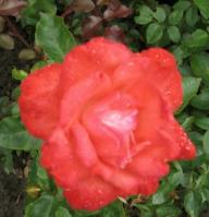 Rose Roter Kobold Foto Brandt