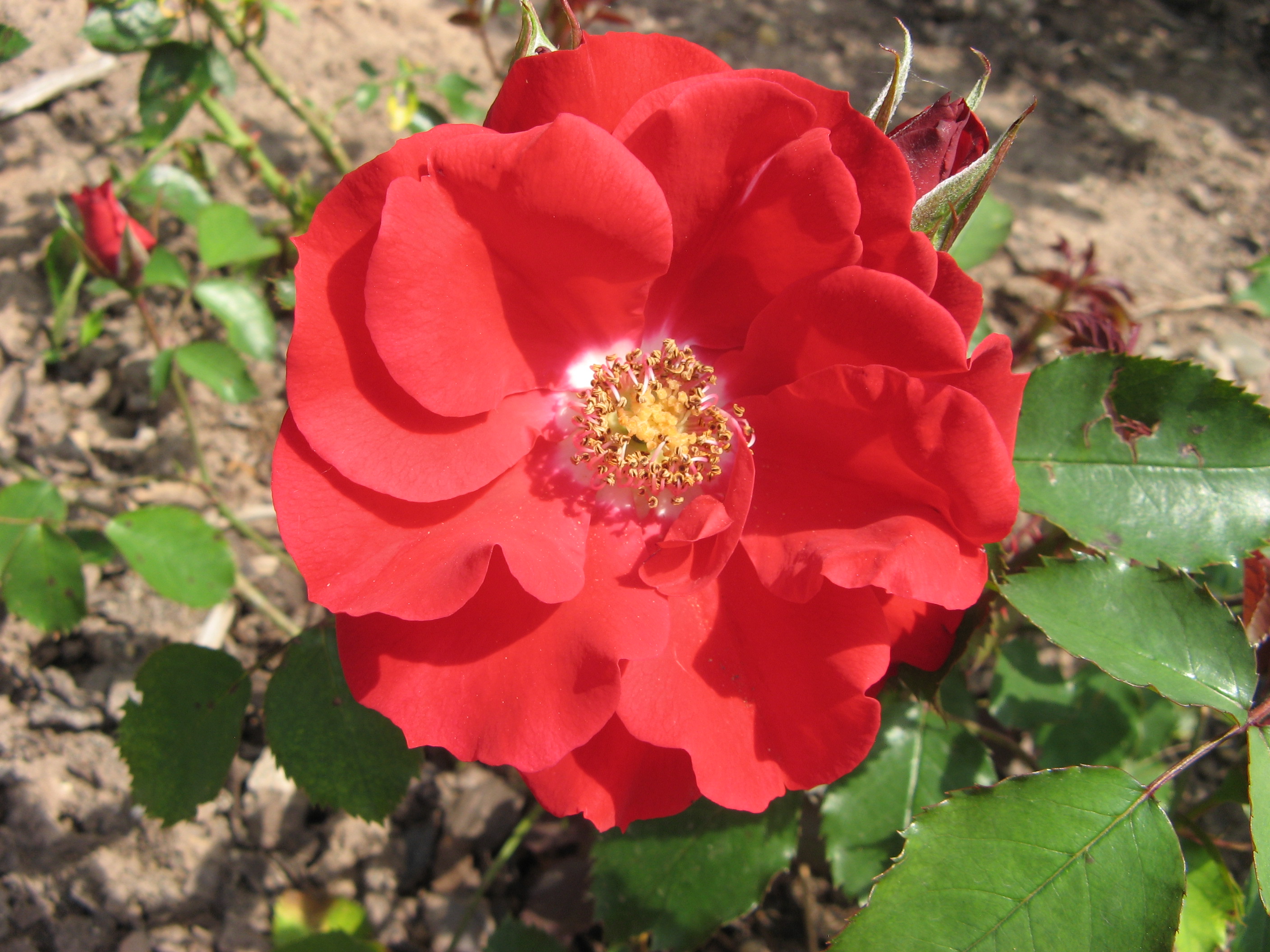 Rose Roter Korsar Foto Brandt